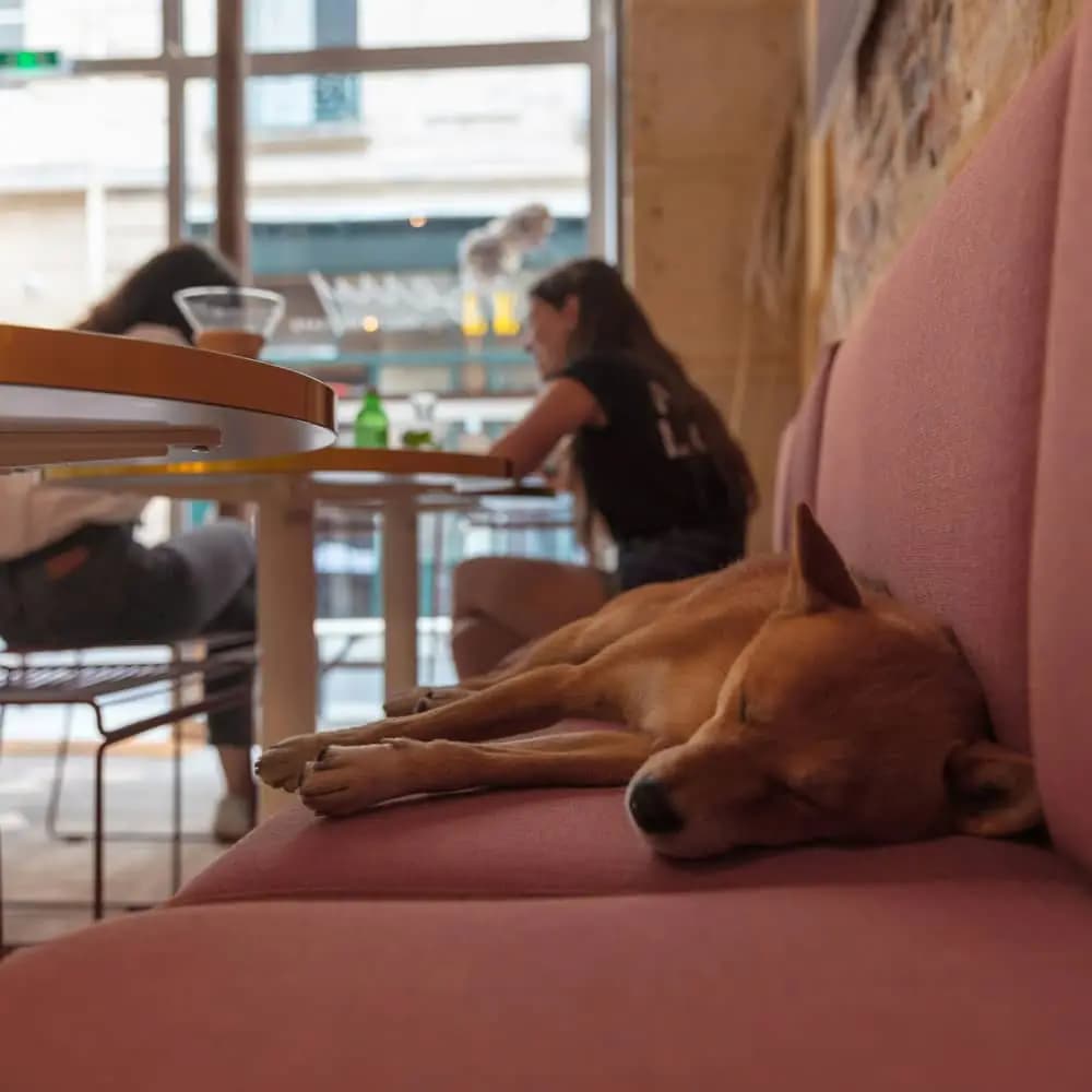 Dog-Friendly Restaurants in Virginia Beach, Norfolk, and Hampton Roads Dog relaxing near an outdoor restaurant patio