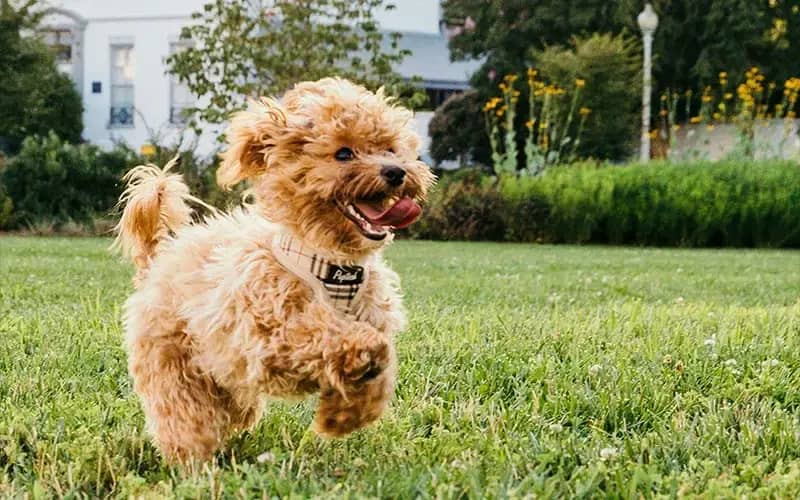 Why Dog Poop Is More Than Just Gross: The Hidden Dangers in Virginia Beach Yards Why Dog Poop Is More Than Just Gross: The Hidden Dangers in Virginia Beach Yards