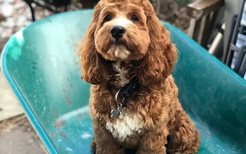 The Environmental Impact of Dog Waste: A Local Perspective The Environmental Impact of Dog Waste: A Local Perspective